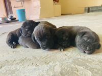 Cane Corso Puppies for sale in Habib Manzil, Marris Rd, Civil Lines, Aligarh, Uttar Pradesh 202001, India. price: NA