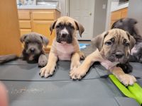 Cane Corso Puppies for sale in Murrieta, CA, USA. price: NA