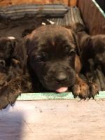 Cane Corso Puppies for sale in Lancaster, CA, USA. price: NA