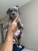 Cane Corso Puppies for sale in Orlando, FL, USA. price: NA