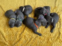 Cane Corso Puppies for sale in Conroe, TX, USA. price: NA