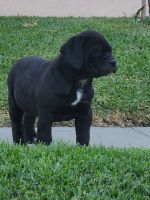 Cane Corso Puppies for sale in Burbank, CA 91504, USA. price: NA