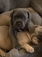 Cane Corso Puppies for sale in Thornville, OH 43076, USA. price: NA