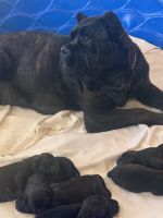 Cane Corso Puppies for sale in Ripon, CA 95366, USA. price: NA