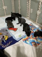 Cane Corso Puppies for sale in Stockdale, TX 78160, USA. price: NA
