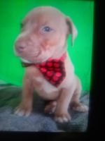 Cane Corso Puppies for sale in Buffalo, NY 14207, USA. price: NA