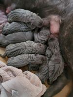 Cane Corso Puppies for sale in Rochester, NY, USA. price: NA