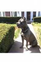 Cane Corso Puppies for sale in New Rochelle, NY, USA. price: NA