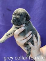 Cane Corso Puppies for sale in Villa Rica, GA 30180, USA. price: NA