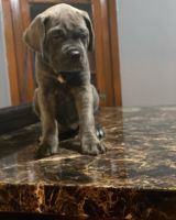 Cane Corso Puppies for sale in Cleveland, OH, USA. price: NA
