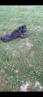 Cane Corso Puppies for sale in Antioch, TN 37013, USA. price: NA