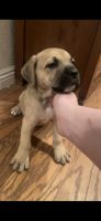 Cane Corso Puppies for sale in Riverside, CA, USA. price: NA