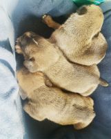 Cane Corso Puppies for sale in LaGrange, GA 30241, USA. price: NA