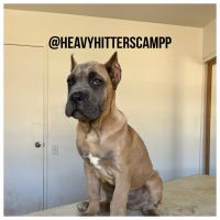 Cane Corso Puppies for sale in Beaumont, CA 92223, USA. price: NA