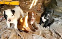 Cane Corso Puppies for sale in Vandalia, IL 62471, USA. price: NA