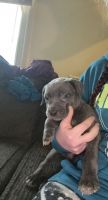 Cane Corso Puppies for sale in Flint, MI, USA. price: NA
