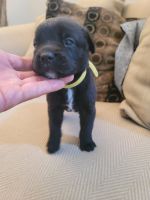 Cane Corso Puppies for sale in Plainfield, IL, USA. price: NA