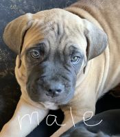 Cane Corso Puppies for sale in Norco, CA, USA. price: NA
