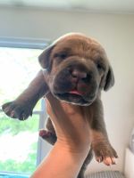 Cane Corso Puppies for sale in Hanover, PA 17331, USA. price: NA
