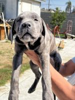 Cane Corso Puppies for sale in Fontana, CA, USA. price: NA