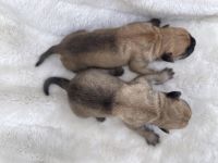 Cane Corso Puppies for sale in Las Vegas, NV, USA. price: NA