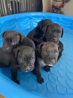 Cane Corso Puppies for sale in Katy, TX, USA. price: NA