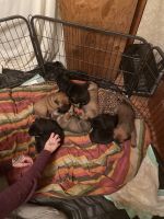 Cane Corso Puppies for sale in New Milford, CT, USA. price: NA