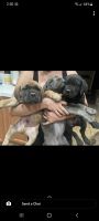 Cane Corso Puppies for sale in Ceres, CA, USA. price: NA
