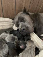 Cane Corso Puppies for sale in Cleveland, TX, USA. price: NA