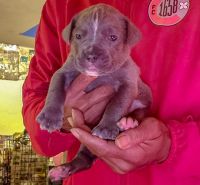 Cane Corso Puppies for sale in Waldorf, MD, USA. price: NA