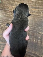 Cane Corso Puppies for sale in Gapland, MD 21779, USA. price: NA