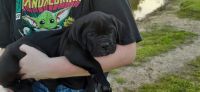 Cane Corso Puppies for sale in Beaumont, TX, USA. price: NA