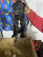 Cane Corso Puppies for sale in Grand Blanc, MI 48439, USA. price: NA