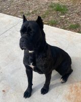 Cane Corso Puppies for sale in Trinity, NC, USA. price: NA