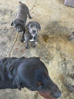 Cane Corso Puppies for sale in Smyrna, Louisville, KY 40219, USA. price: NA