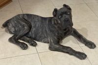 Cane Corso Puppies for sale in Fayetteville, NC, USA. price: NA