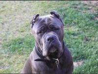 Cane Corso Puppies for sale in Upland, CA 91784, USA. price: NA