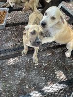 Cane Corso Puppies for sale in Miami, FL 33155, USA. price: NA