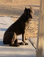 Cane Corso Puppies for sale in Apple Valley, CA 92308, USA. price: NA