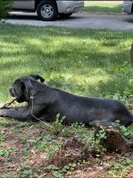 Cane Corso Puppies for sale in Merrillville, IN 46410, USA. price: NA