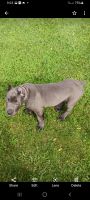 Cane Corso Puppies for sale in Pikesville, MD, USA. price: NA