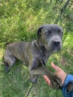 Cane Corso Puppies for sale in Rockville, MD, USA. price: NA