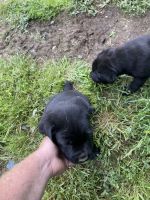 Cane Corso Puppies for sale in Lawrenceburg, KY 40342, USA. price: NA