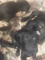 Cane Corso Puppies for sale in Dover, TN 37058, USA. price: NA