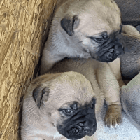 Cane Corso Puppies for sale in Taylorsville, NC 28681, USA. price: NA