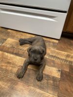 Cane Corso Puppies for sale in Hereford, AZ 85615, USA. price: NA