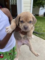 Cane Corso Puppies for sale in Richmond, VA, USA. price: NA