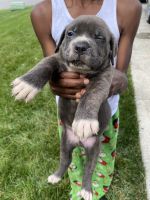 Cane Corso Puppies for sale in Richmond, VA, USA. price: NA