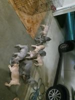 Cane Corso Puppies for sale in Birmingham, AL, USA. price: NA