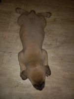 Cane Corso Puppies for sale in Cleveland, OH 44109, USA. price: NA